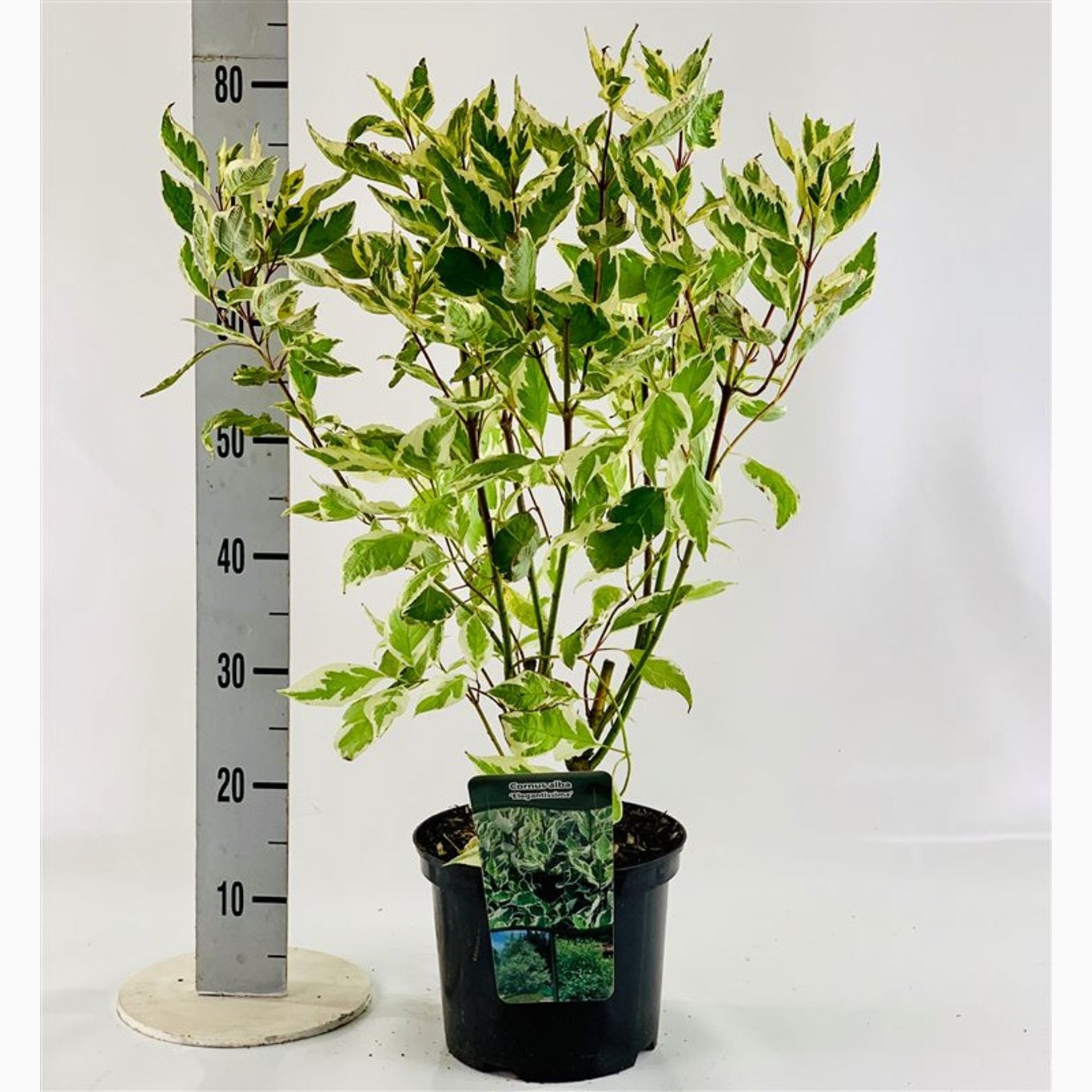 Kornell – Cornus alba 'Elegantissima' - C5 40-60 CM